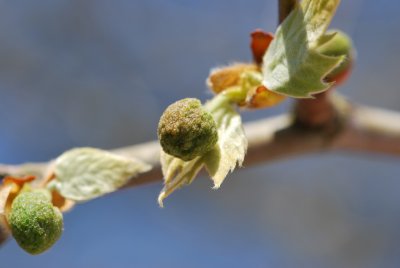 Platanus x hispanica - platan javorolistý - vývoj listu a plodu (5)